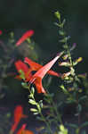 Scarlet calamint